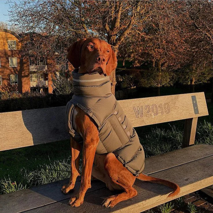 Cozy Canine Thermal Vest